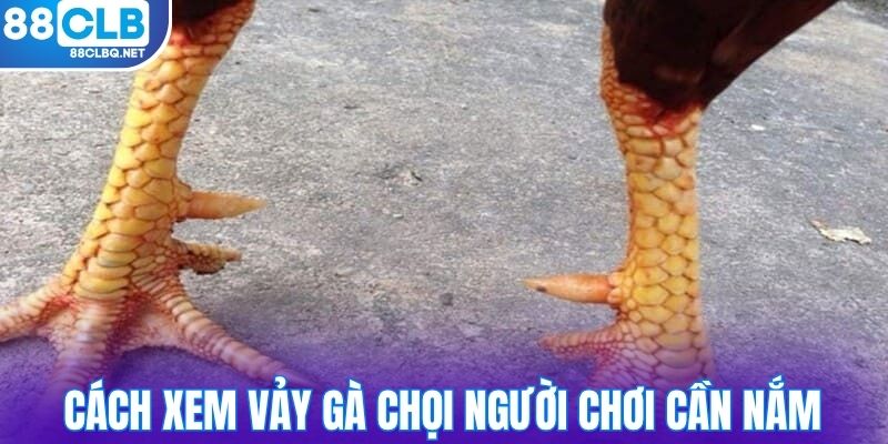 Cách xem vảy gà chọi người chơi cần nắm