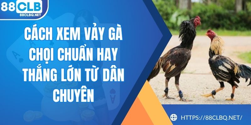 Cách Xem Vảy Gà Chọi Chuẩn Hay Thắng Lớn Từ Dân Chuyên