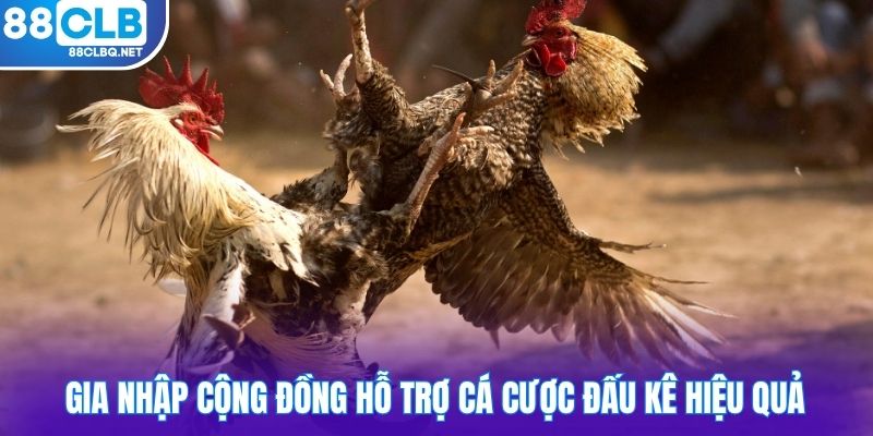 gia nhap cong dong ho tro ca cuoc dau ke hieu qua Gia nhập cộng đồng hỗ trợ cá cược đấu kê hiệu quả