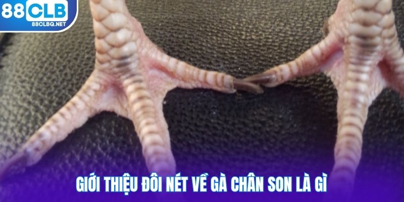 Giới thiệu đôi nét về gà chân son là gì