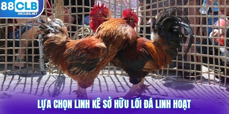 Lựa chọn linh kê sở hữu lối đá linh hoạt