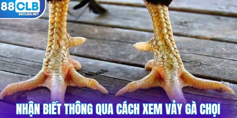 Nhận biết thông qua cách xem vảy gà chọi