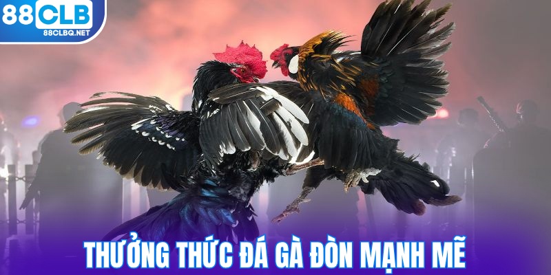 Thưởng thức các trận đá gà đòn mạnh mẽ